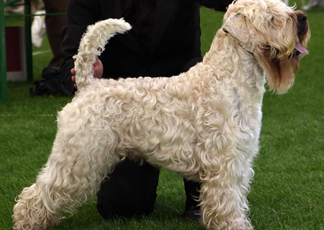 #13. Soft Coated Wheaten Terrier